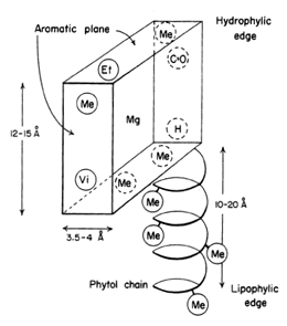 Space occupied by the chlorophyll molecule