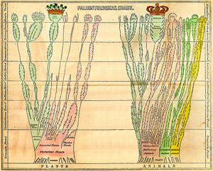 Paleontological chart