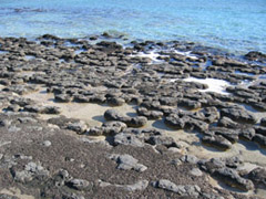 Shark Bay in Western Australia, 2010