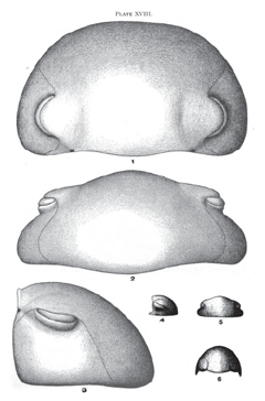 Stuart Weller's trilobites