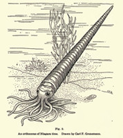 Orthoceras